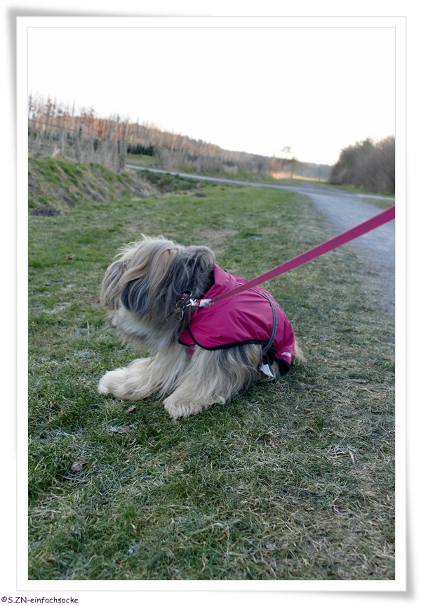 [Hundeblog] Einfach Socke Wieviel Kleidung braucht ein Tibet Terrier?