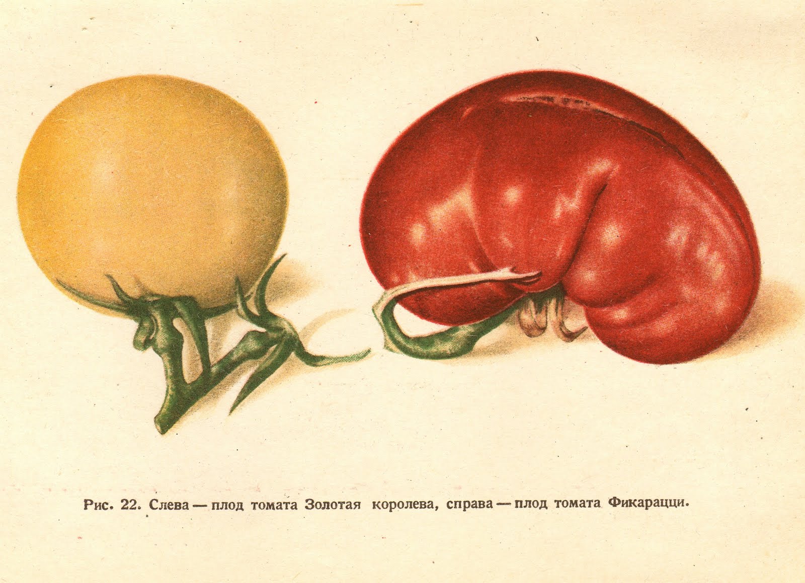 На рисунке изображен томат в разный период
