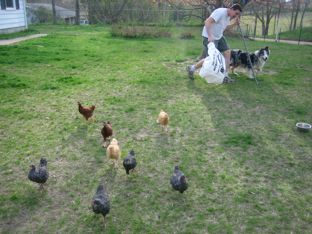 Teaching dogs to herd chickens House Unseen. Life Unscripted.