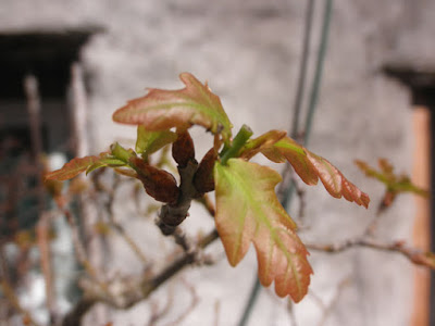 Después de pinzar a tres hojas roble después de pinzar, a tres hojas