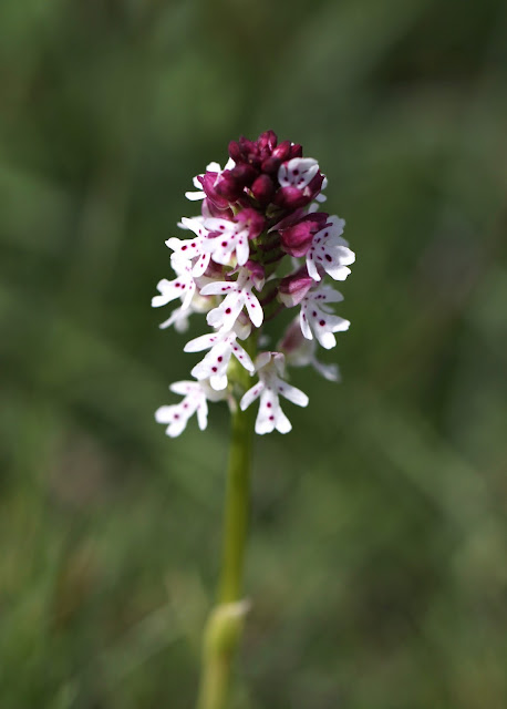 Burnt-tip Orchid - Derbyshire