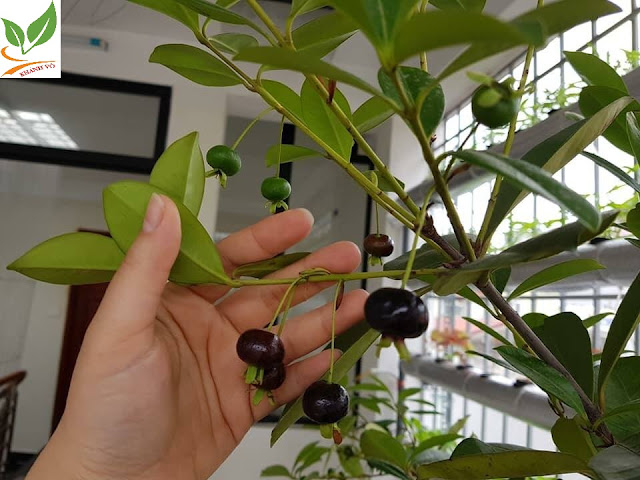 Thú nuôi, cây cảnh: Cherry Brazil có thể trồng được tại VN. Cherry-trong-chau