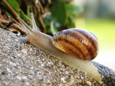 araku+snail