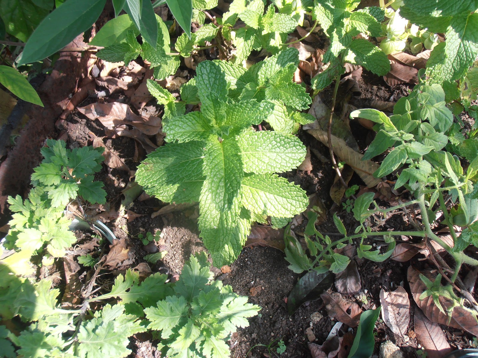 Flora de Puerto Rico Ilustrada Papo Vives LAMIACEAEMentha nemorosa Yerba buena