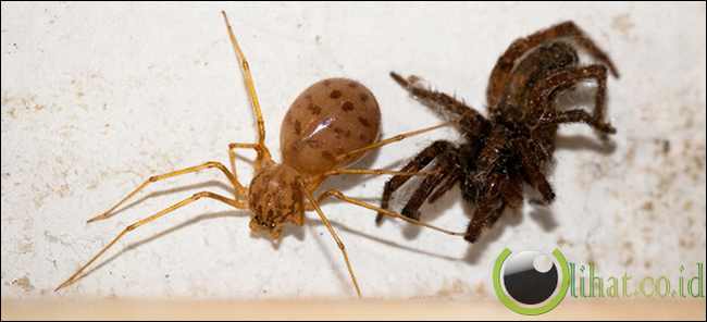 Spitting Spider (Laba-laba Peludah)