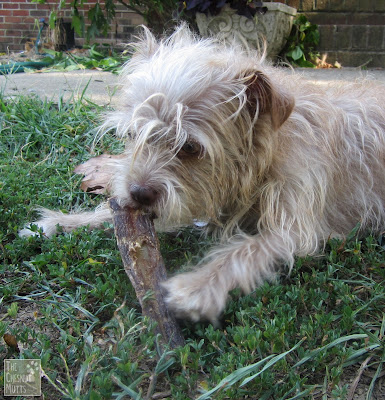 Bailey eating a weezer stick