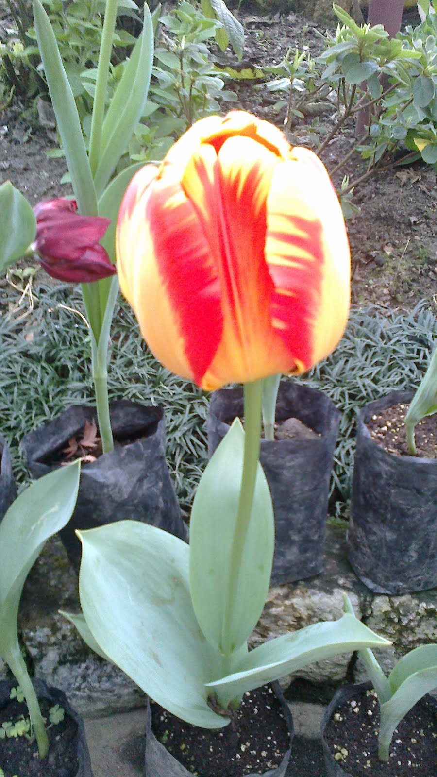 Magnificent Yellow and Red Tulip