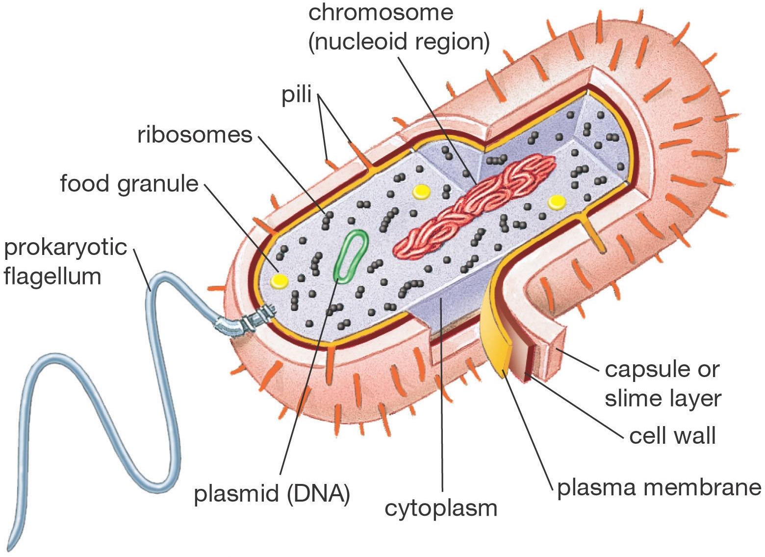  Struktur  Sel Bakteri  Info Pendidikan dan Biologi