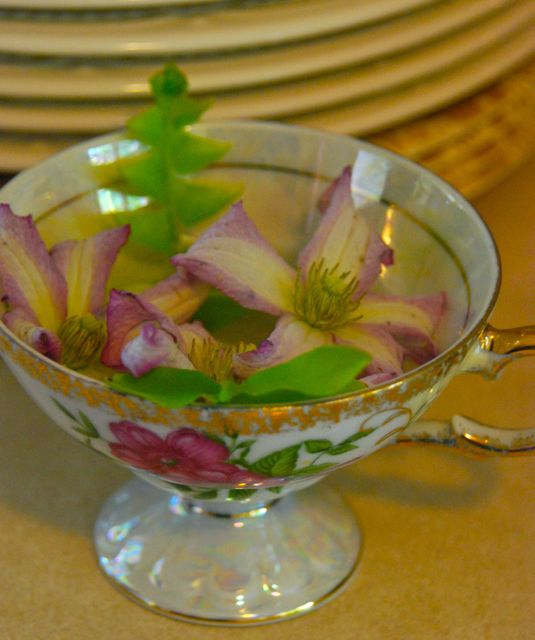 Clematis 'Lil' Nell' in a tea cup with a fern.