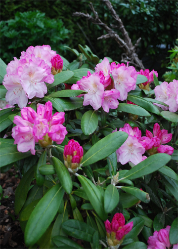 West Coast Gardens: Rare Beauty - The Rhododendron