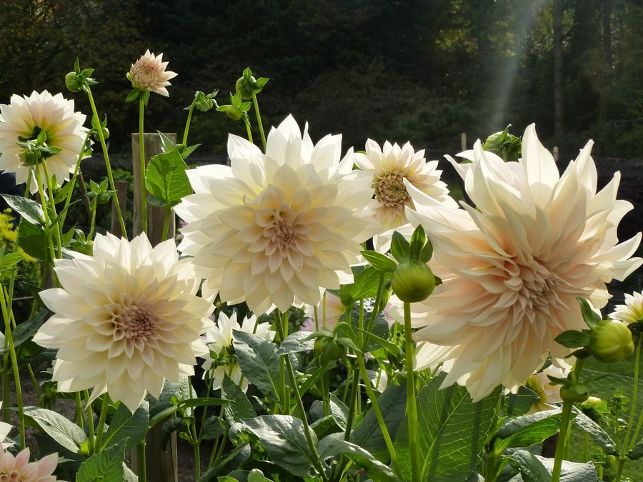 Resultado de imagen para DALIAS ENANAS