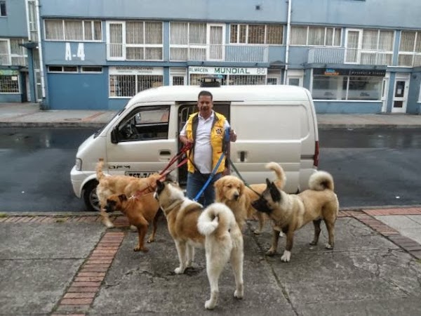 IDEA DE NEGOCIO, TAXIS PARA MASCOTAS IDEA DE NEGOCIO, TAXIS PARA MASCOTAS