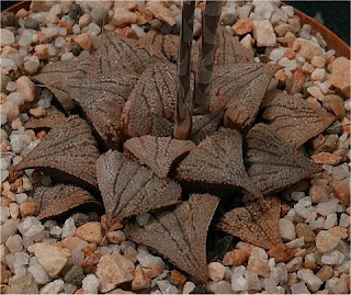 Haworthia 