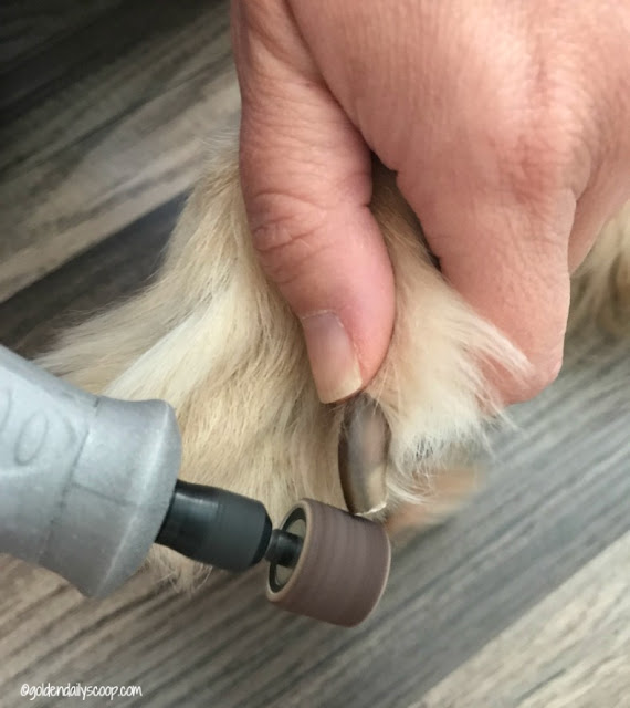5 Tips to Keep Your Golden Retriever Groomed Between Appointments