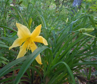 Gardens-In-The-Sand: Wild edibles, a walk around my yard