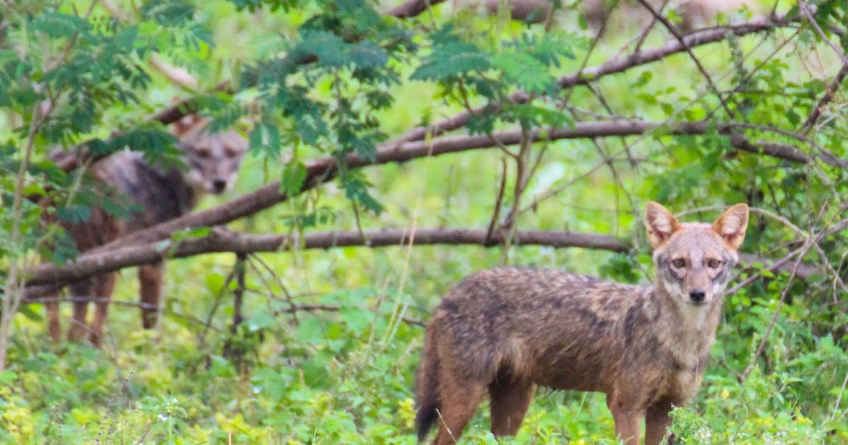 Cannundrums: Sri Lankan Jackal