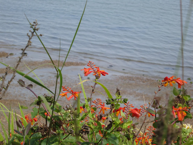 Crocosmia (Montbretia) on a cliff beside Portland Harbour (Dorset)