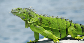 Kilas Hewan Peliharaan Informasi Iguana Hijau Kadal