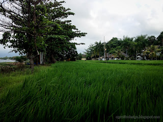 Green Rice Fields Beachfront Villa At Umeanyar Village, North Bali, Indonesia