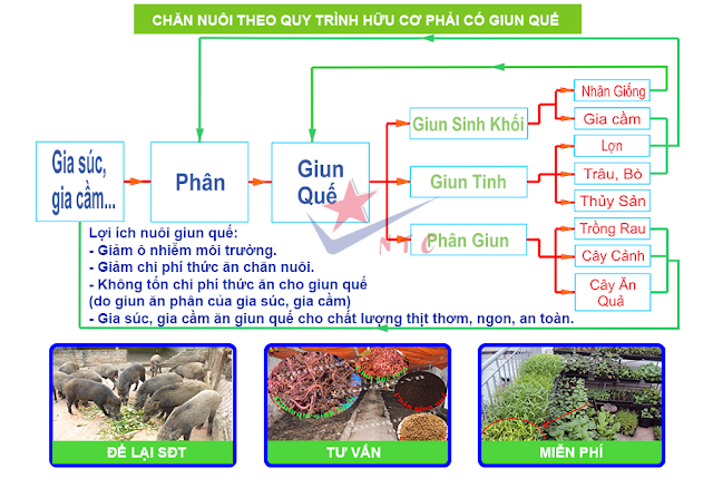 CHan%2Bnuoi%2Btheo%2Bquy%2Btrinh%2Bhuu%2Bco.png