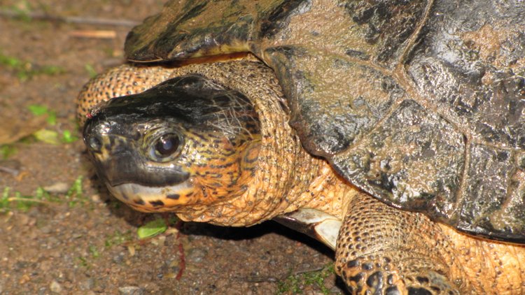The Buckeye Herps Blog: Pura Vida 6: Lizards and Turtles of the Bosque