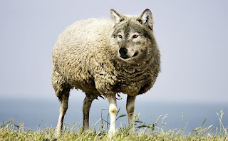Lobo em pele de ovelha