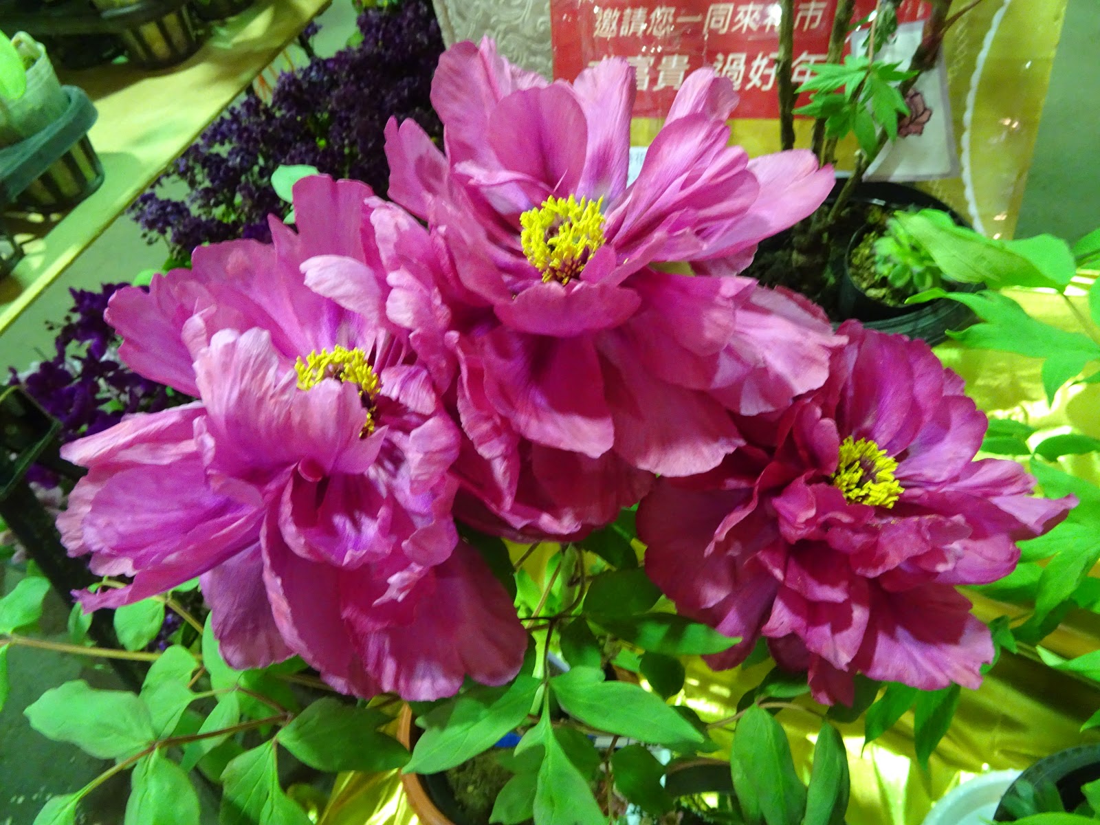 台北市大安區 建國花市 19 02 02日本牡丹花展 王叮噹新的日子jhy212jhy的部落格 痞客邦