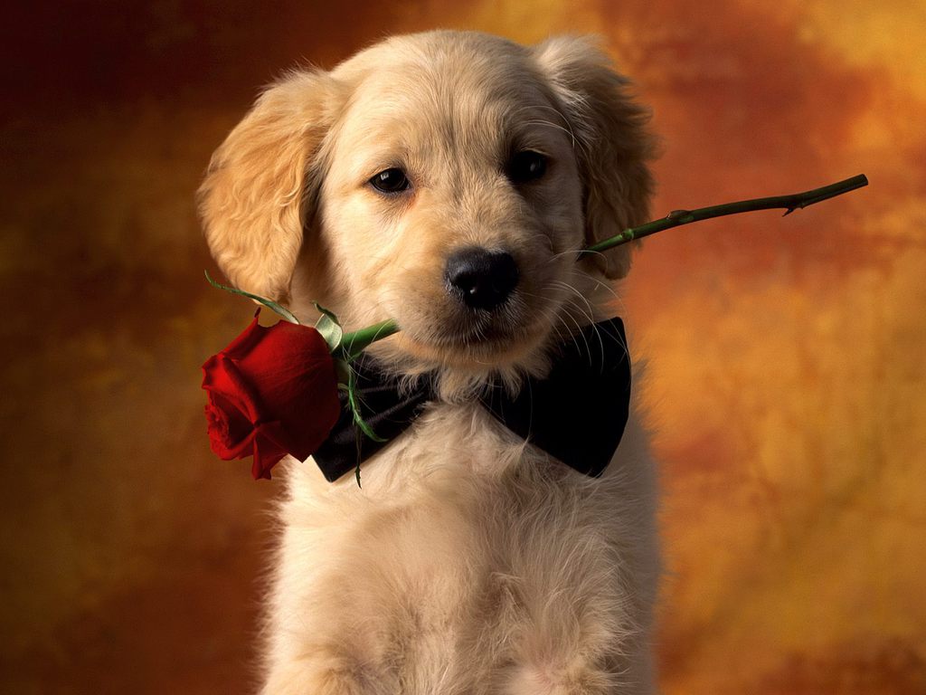 Aimy's Collection: Wallpapers, Images, Screensavers: Cute Puppy