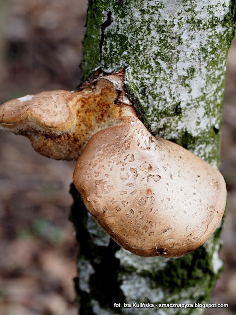 bialoporek-brzozowy porek, huba brzozowa, huby, grzyby, nadrzewniaki, wiosna, oznaki wiosny, las bemowski, lasy miejskie, spacer po lesie, poszukiwanie wiosny, wycieczka do lasu, grzybobranie