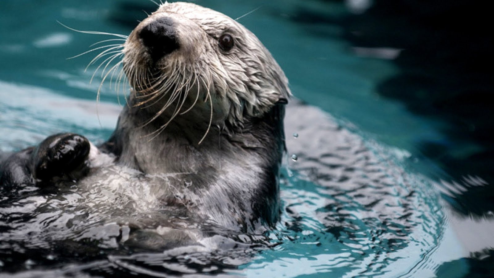 Sea Otters Endangered - Danger Choices