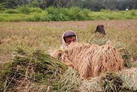 Sumsel Lumbung Pangan