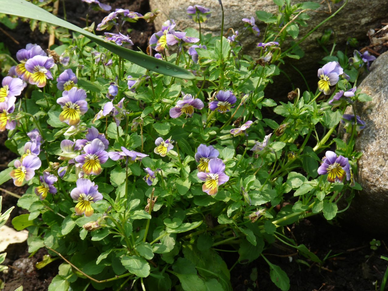 Hill Shepherd Pansies, Johnny jump ups, violas and violets