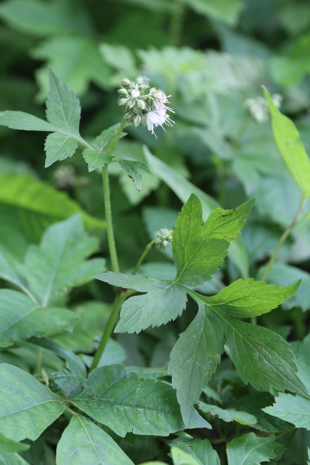 Isabella Conservation District Environmental Education Program: Native ...