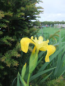 Yellow flag Iris pseudacorus 2011/52