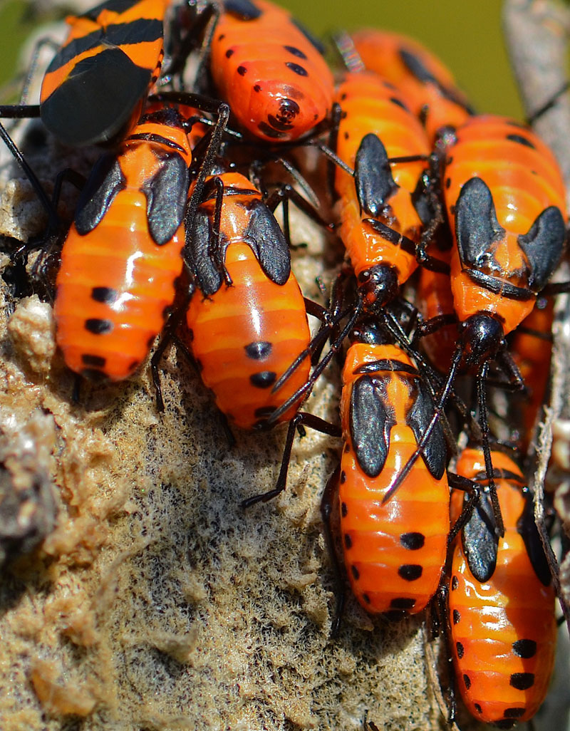Red and the Peanut Large Milkweed Bugs (Oncopeltus fasciatus) at Fort