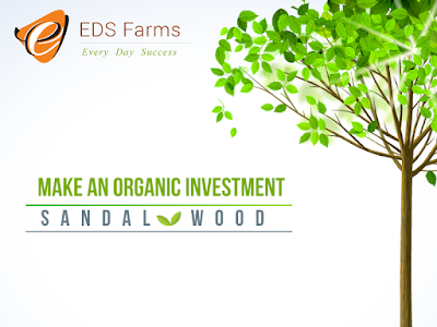 [ベスト] sandalwood plantation investment 293419-Sandalwood plantation investment