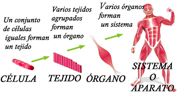 Resultado de imagen de niveles de organizacion TEJIDOS ORGANOS Y SISTEMAS SANTILLANA