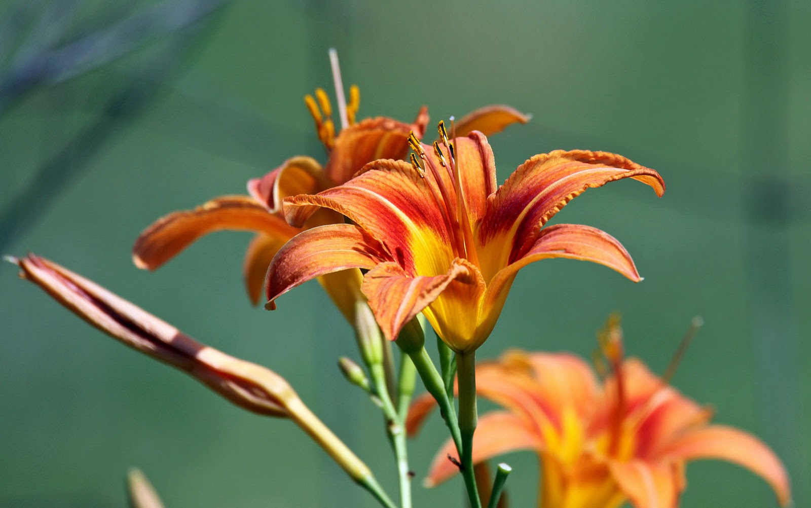 Southern Lagniappe Wild Lilies