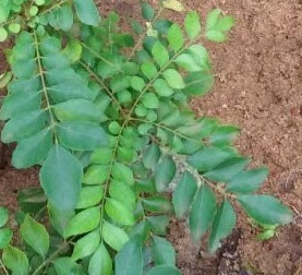 Curry Leaves (Kadi Patta) Maintains your blood sugar levels