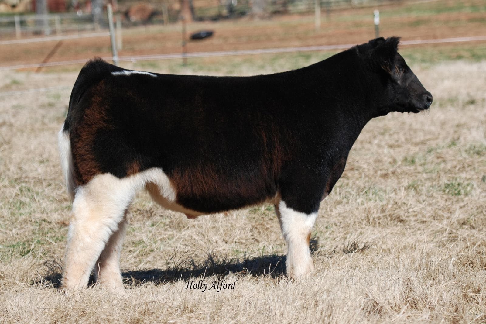 DIAMOND G CATTLE CO. From Matt Shirley