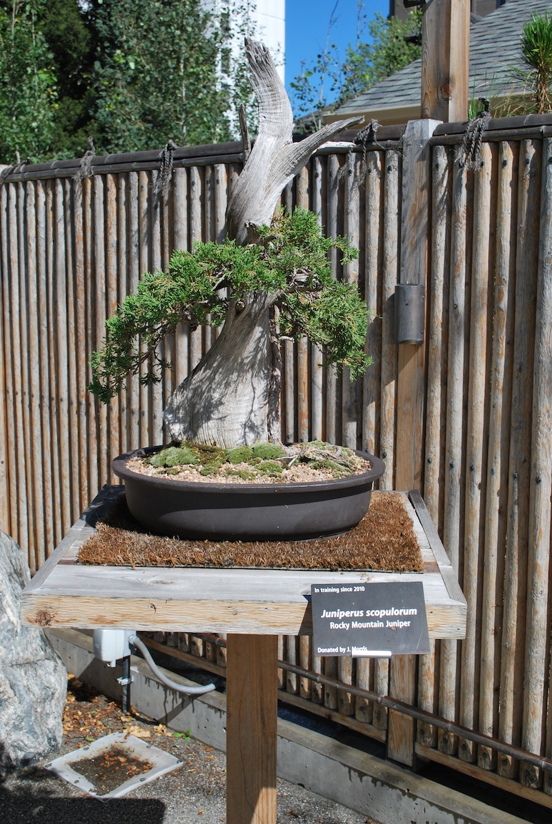 The Bonsai Society of South Jersey