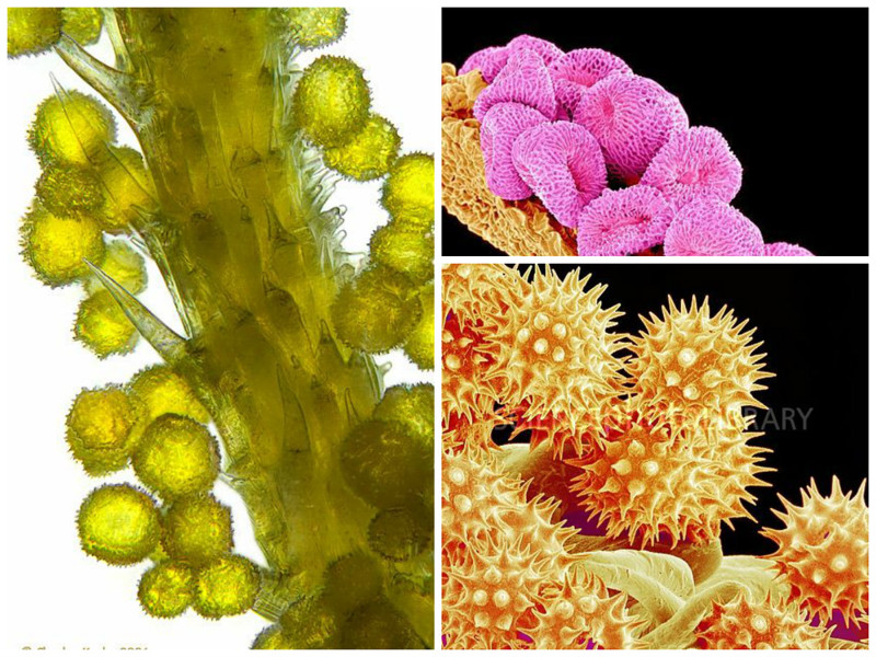 Проросшая пыльца. Пыльца растений микроскоп. Пыльца цветковых растений под микроскопом. Пыльца микрофотографии. Пыльца пеларгонии микроскоп.