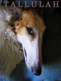 MI BORZOI