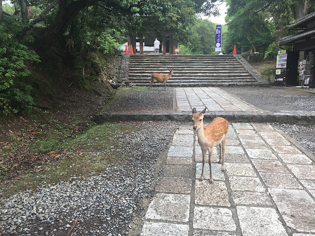 Ciervos en Nara
