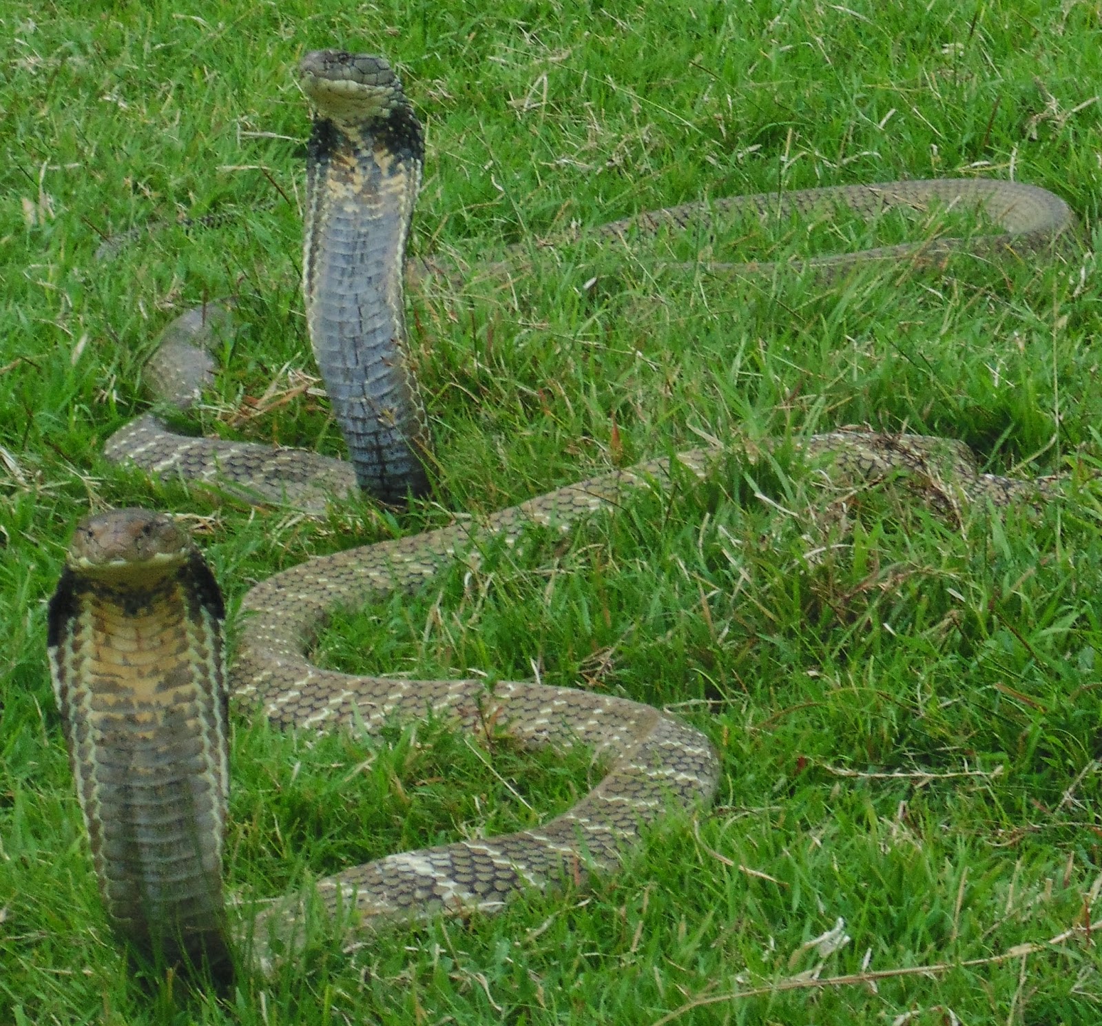 foto ular cobra - gambar hewan - foto ular cobra