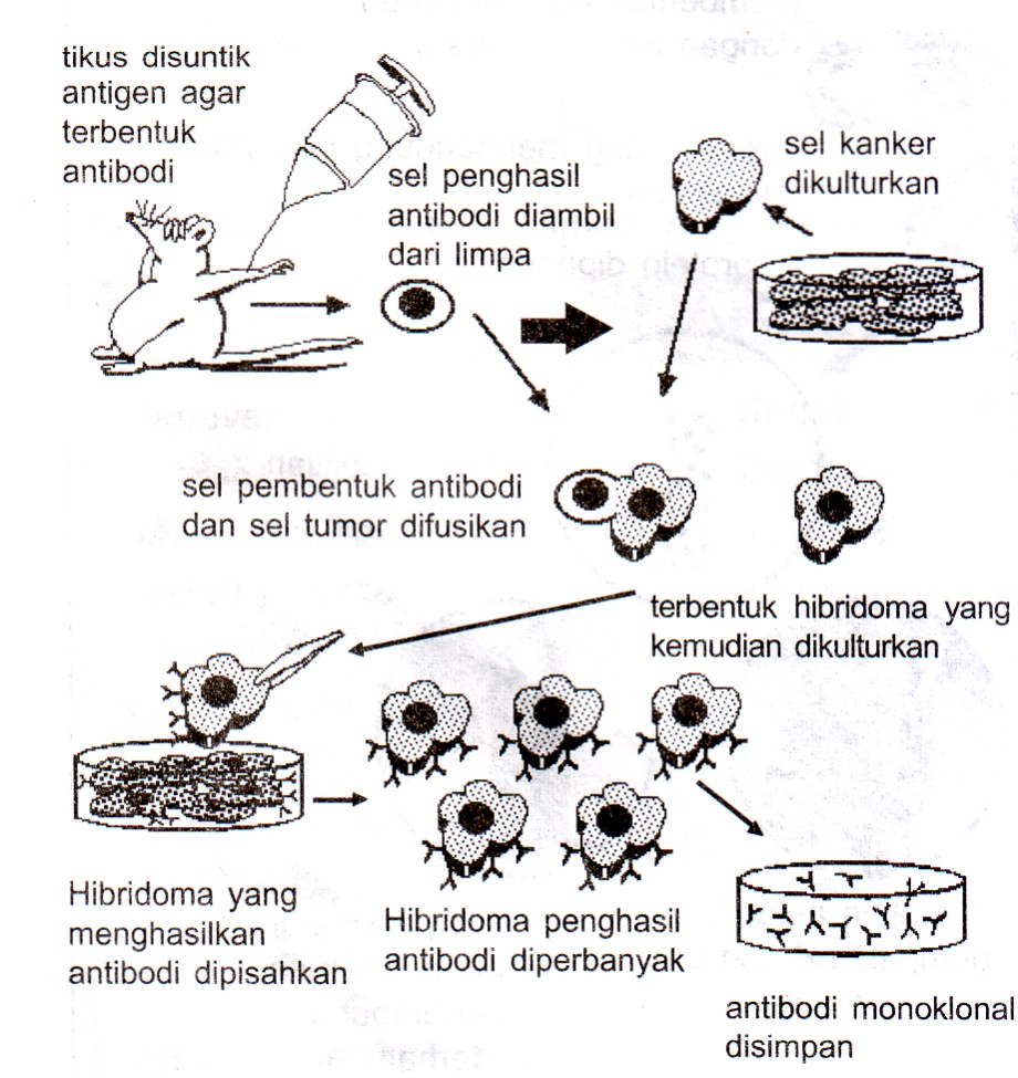 ANTIBODY MONOKLONAL ADALAH EBOOK ANTIBODY MONOKLONAL ADALAH EBOOK