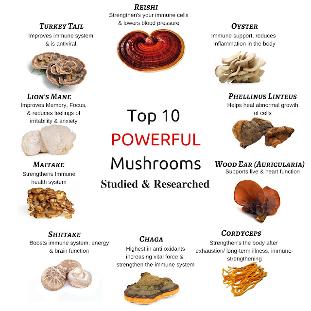Organic Mushroom Powder Benefits Nourishing Nutrients