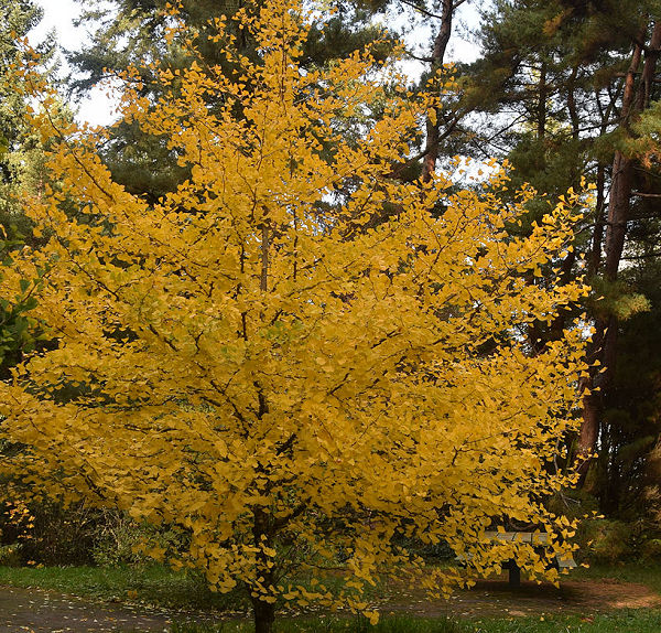 Northwest Conifer Connections Deciduous Conifers