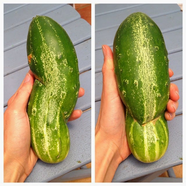 Homegrown Cucumbers