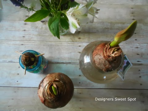 growing amaryllis seeds in water